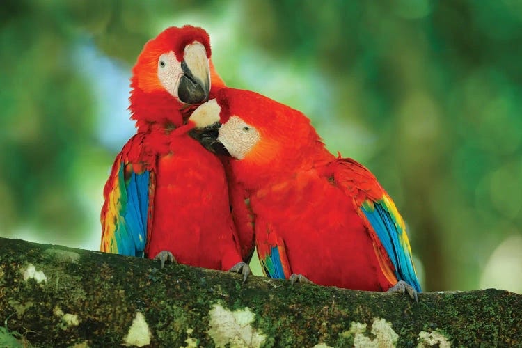 Red Parrot Love by Ondřej Prosický wall art