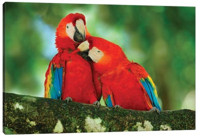 Red Parrot Love Canvas Art Print - Parrot Art
