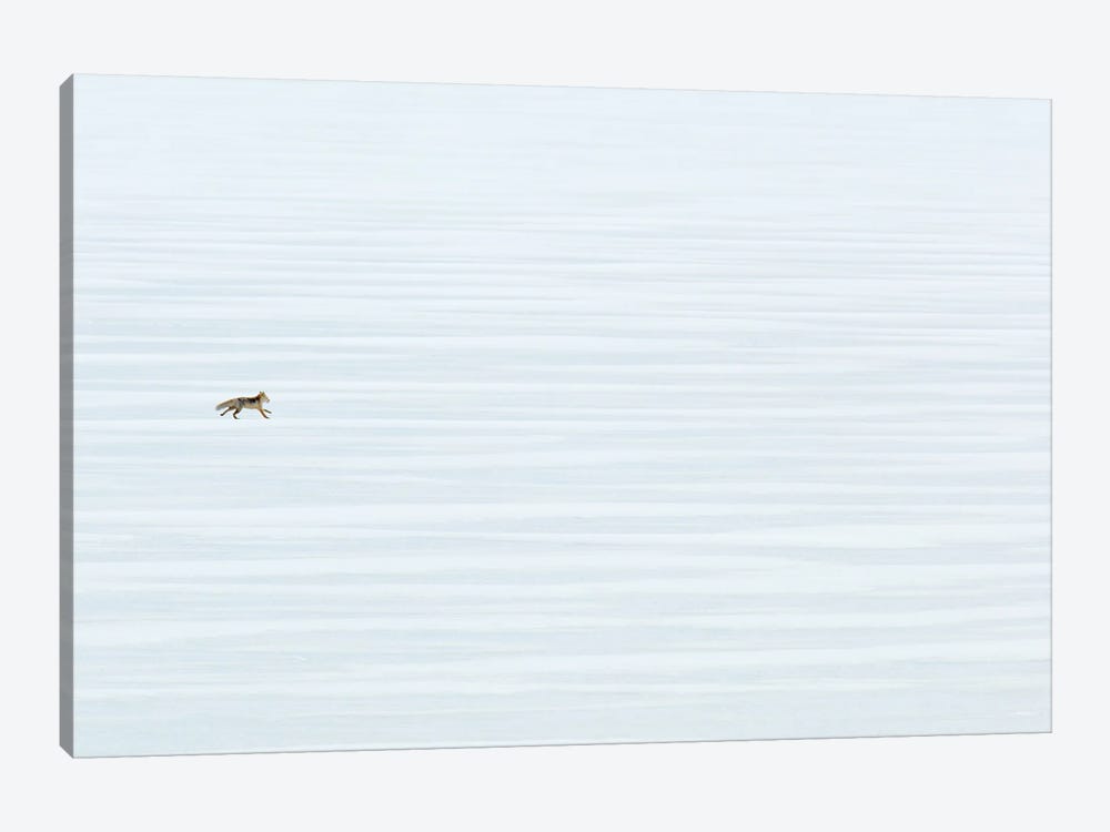 Running Fox by Ondřej Prosický 1-piece Canvas Artwork