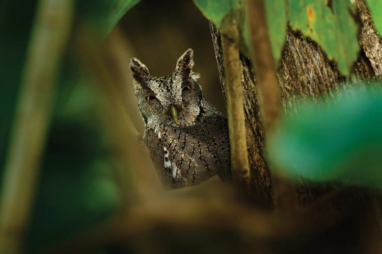 Scops Owl Portrait