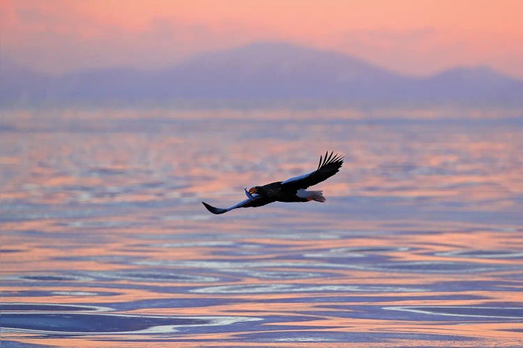 Sea Eagle Early Morning