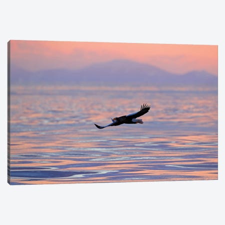 Sea Eagle Early Morning Canvas Print #OPR147} by Ondřej Prosický Canvas Art