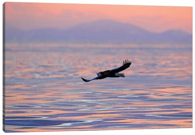 Sea Eagle Early Morning Canvas Art Print - Sunset Shades