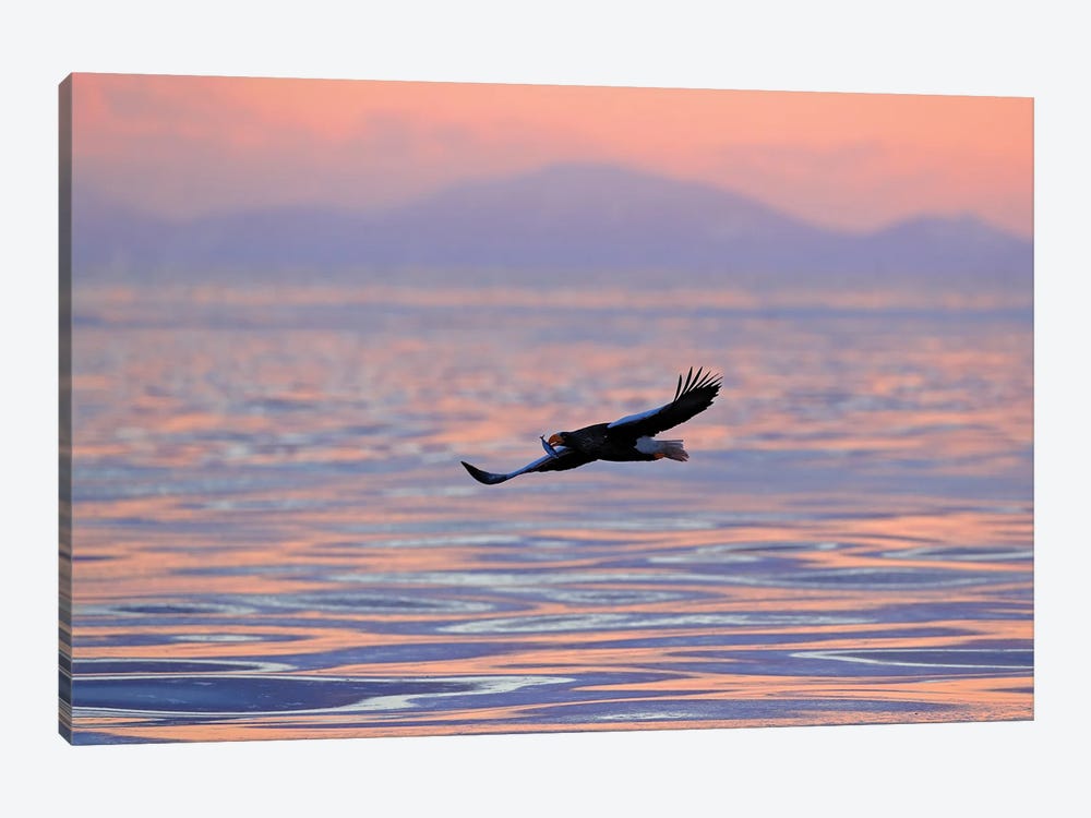 Sea Eagle Early Morning by Ondřej Prosický 1-piece Art Print