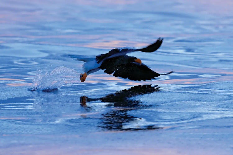 Sea Eagle Hunting