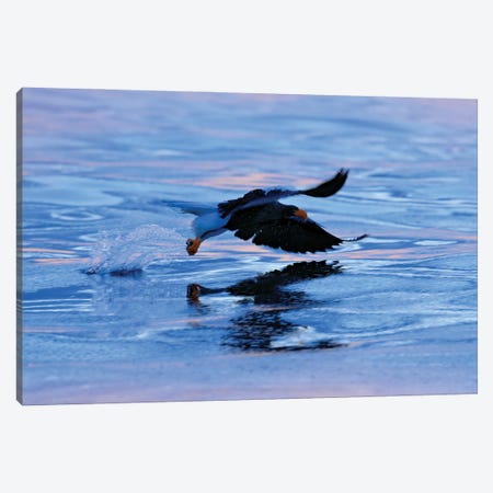 Sea Eagle Hunting Canvas Print #OPR148} by Ondřej Prosický Art Print