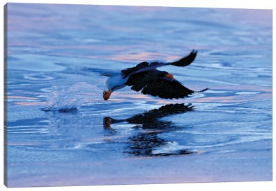 Sea Eagle Hunting Canvas Art Print - Ondřej Prosický