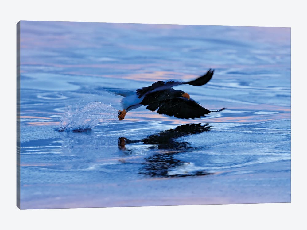 Sea Eagle Hunting by Ondřej Prosický 1-piece Canvas Art