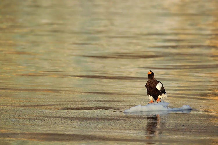 Sea Eagle On Ice I