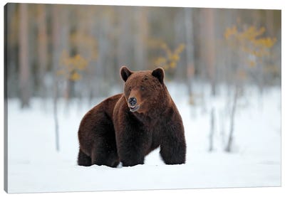 Bear In The Snow Canvas Art Print - Grizzly Bear Art