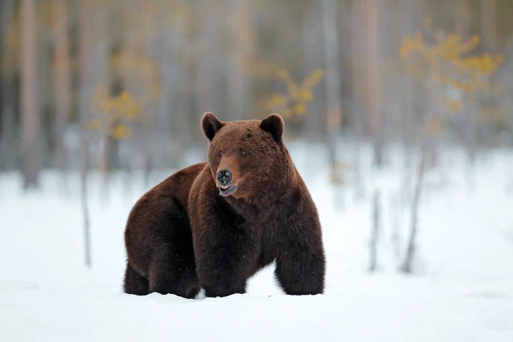 Bear In The Snow