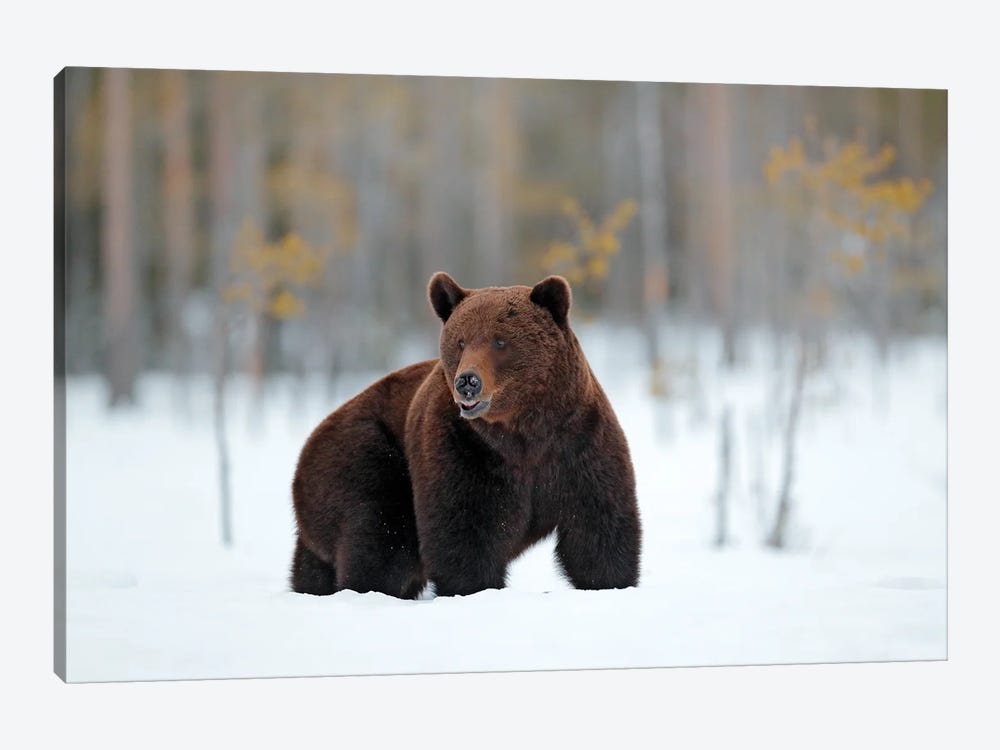 Bear In The Snow by Ondřej Prosický 1-piece Canvas Print