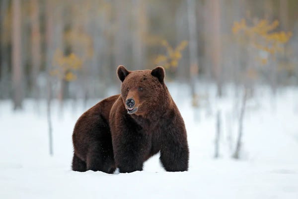 Ondřej Prosický: Bear In The Snow by Ondřej Prosický