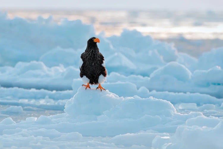 Sea Eagle On Ice II