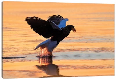 Sea Eagle Starting Canvas Art Print - Sunset Shades