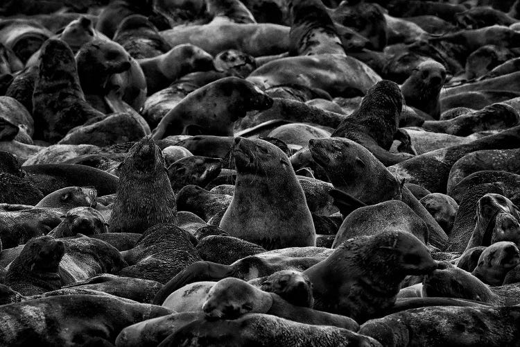 Sea Lions Party