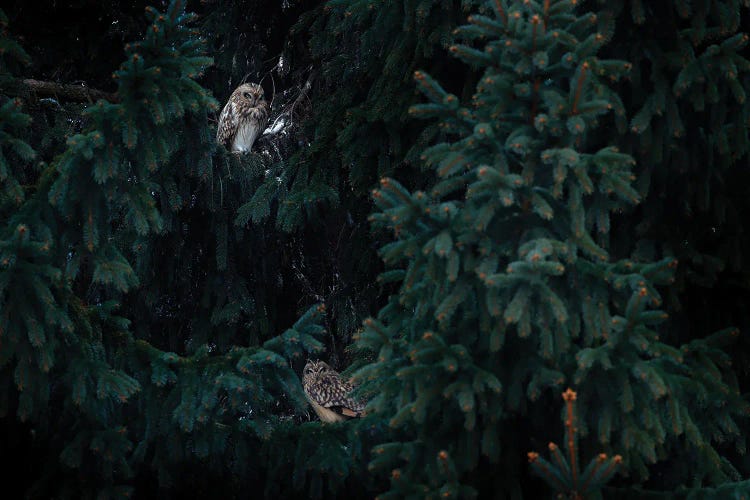 Short Ear Owl Friends