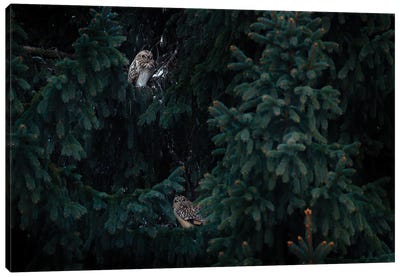 Short Ear Owl Friends Canvas Art Print - Ondřej Prosický