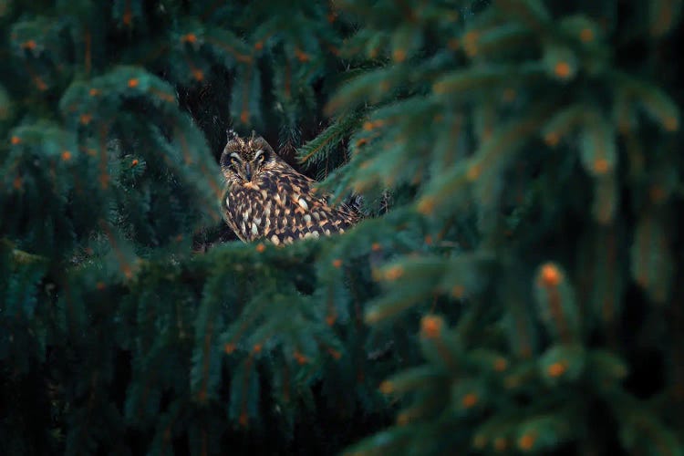 Short Ear Owl In Spruce