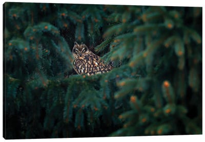 Short Ear Owl In Spruce Canvas Art Print - Ondřej Prosický
