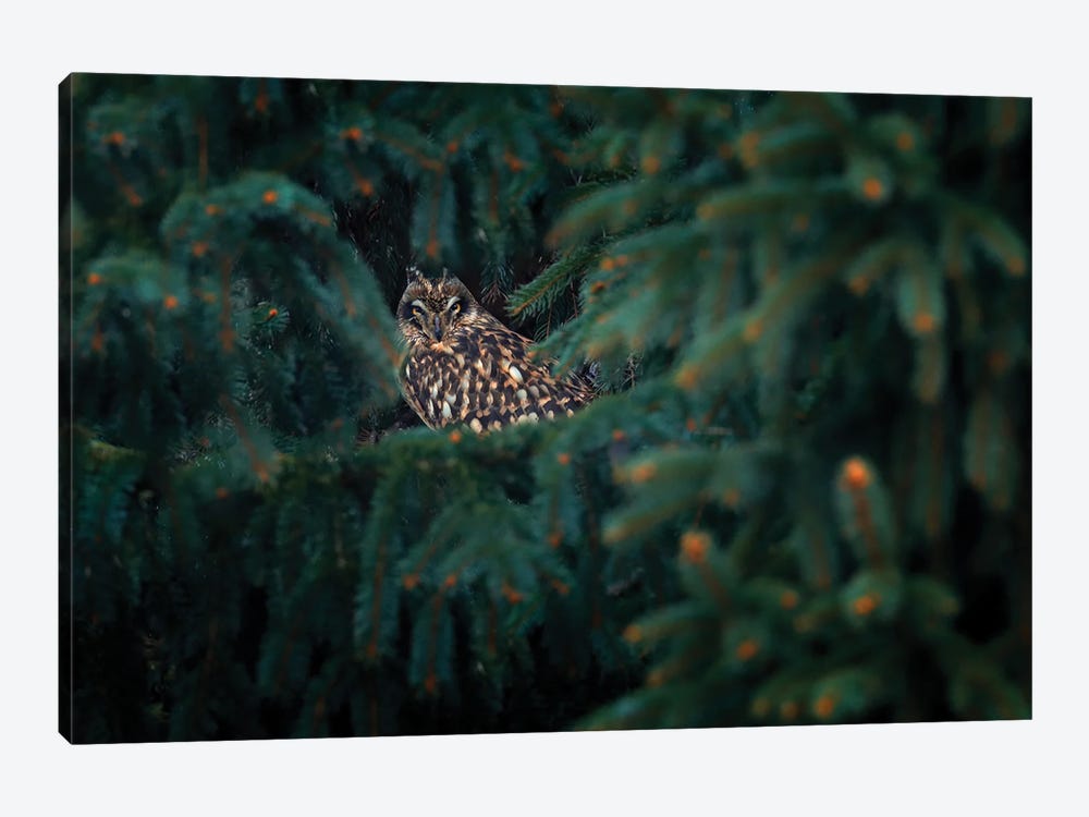 Short Ear Owl In Spruce by Ondřej Prosický 1-piece Canvas Art Print