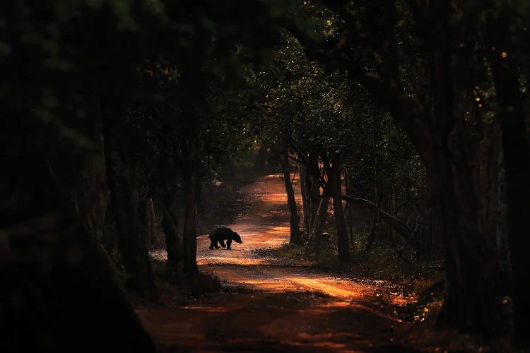 Sloth Bear On The Road In Sri Lanka