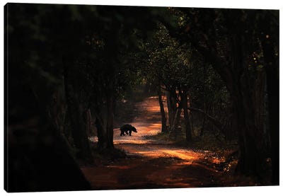 Sloth Bear On The Road In Sri Lanka Canvas Art Print - Black Bear Art