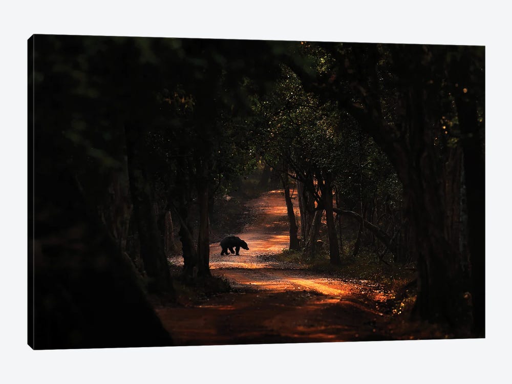 Sloth Bear On The Road In Sri Lanka by Ondřej Prosický 1-piece Canvas Art