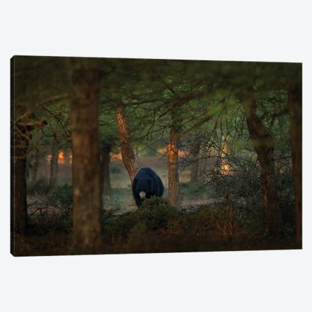 Sloth Beat In Evening Light Canvas Print #OPR156} by Ondřej Prosický Canvas Art Print
