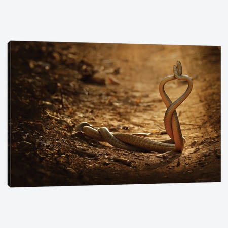 Snake Love Canvas Print #OPR157} by Ondřej Prosický Canvas Print