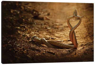 Snake Love Canvas Art Print - Ondřej Prosický
