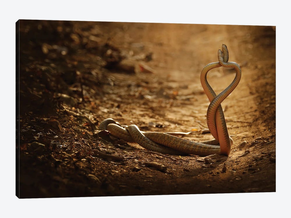 Snake Love by Ondřej Prosický 1-piece Canvas Wall Art