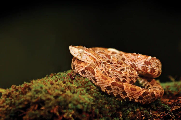 Snake On A Moss