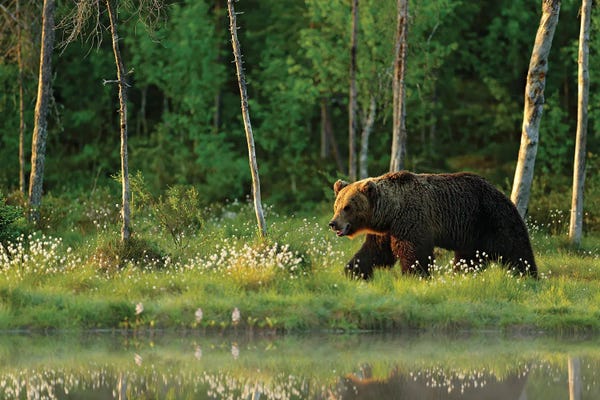 Grizzly Bears: Bear Enjoying The Summer Walk I by Ondřej Prosický