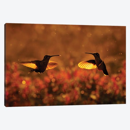 Sunset Hummingbird Flight Canvas Print #OPR161} by Ondřej Prosický Art Print