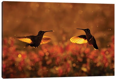 Sunset Hummingbird Flight Canvas Art Print - Ondřej Prosický