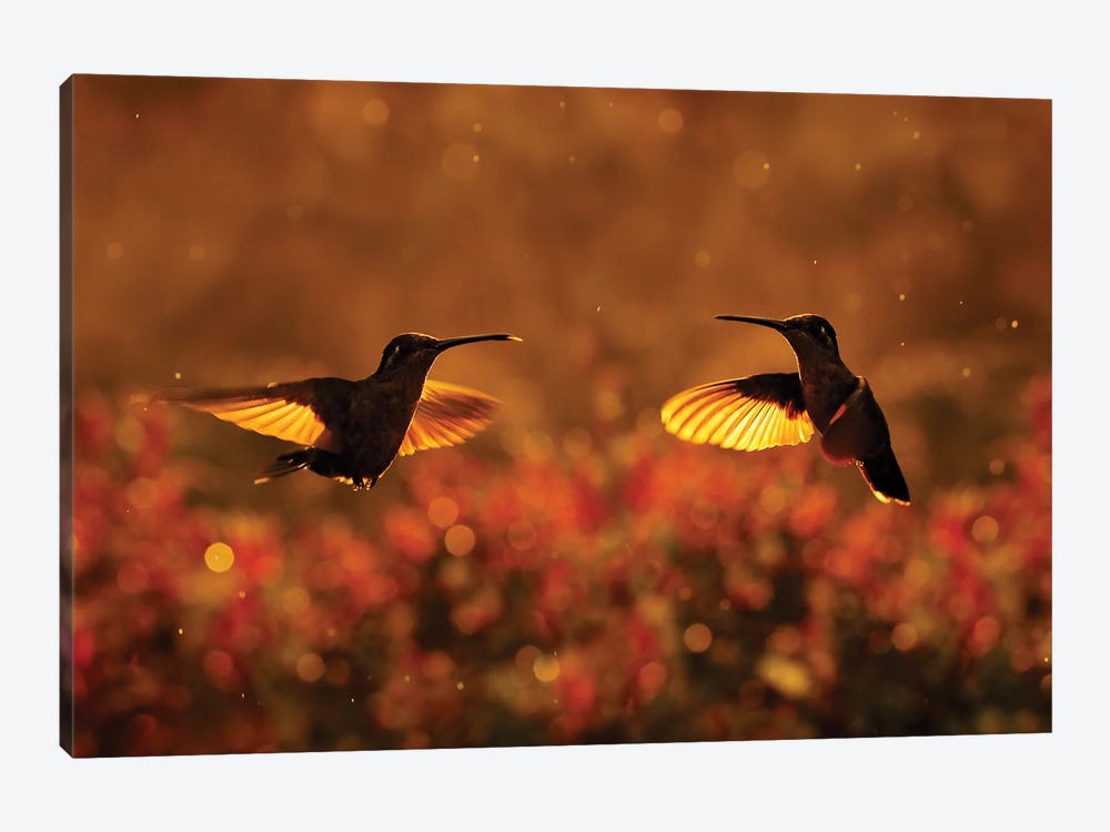 Sunset Hummingbird Flight by Ondřej Prosický 1-piece Canvas Print