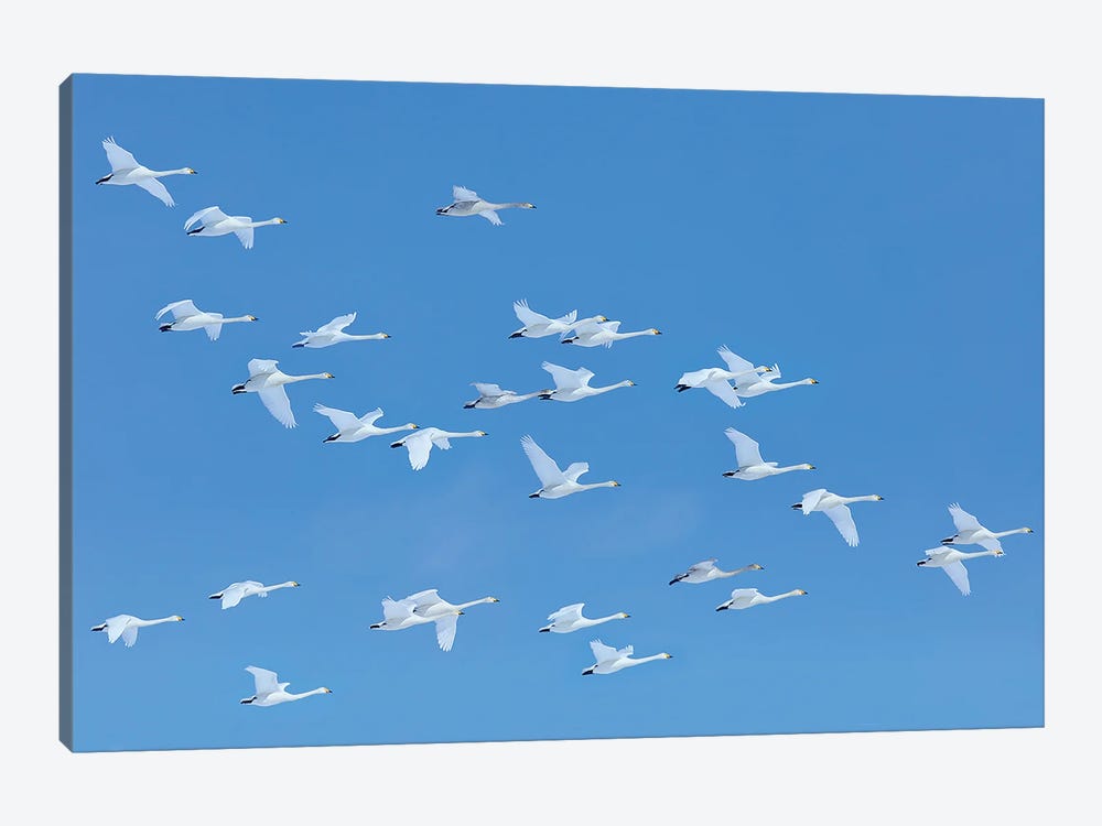 Swan Sky by Ondřej Prosický 1-piece Canvas Art