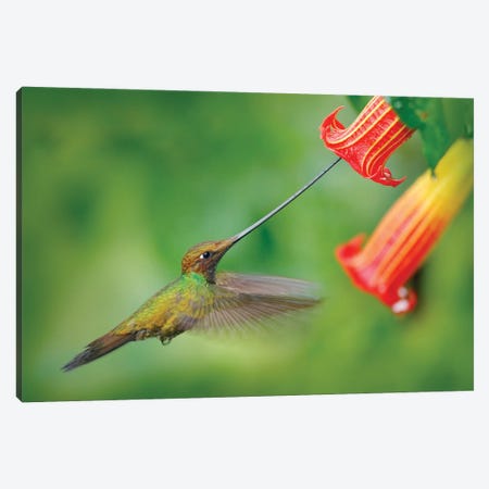 Sword Billed Hummingbird Canvas Print #OPR163} by Ondřej Prosický Canvas Art Print