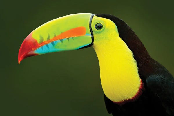 Toucans: Tucan Big Bil Portrait by Ondřej Prosický
