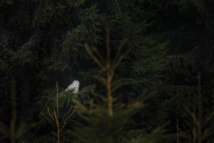 Ural Owl At Night