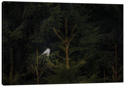 Ural Owl At Night Canvas Art Print - Ondřej Prosický