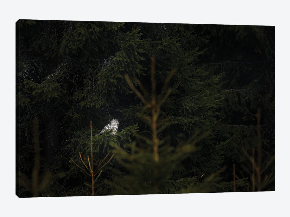 Ural Owl At Night by Ondřej Prosický 1-piece Canvas Print