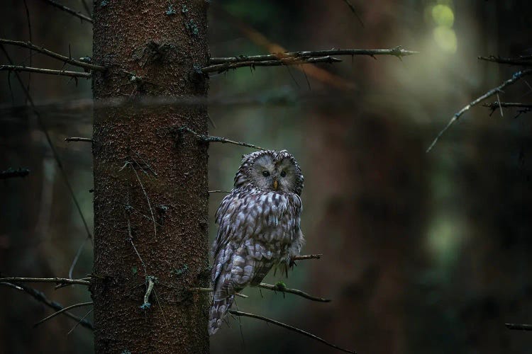 Ural Owl On A Branch