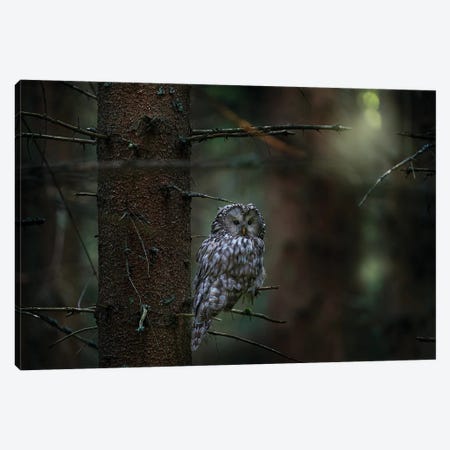 Ural Owl On A Branch Canvas Print #OPR166} by Ondřej Prosický Canvas Art