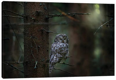 Ural Owl On A Branch Canvas Art Print - Ondřej Prosický