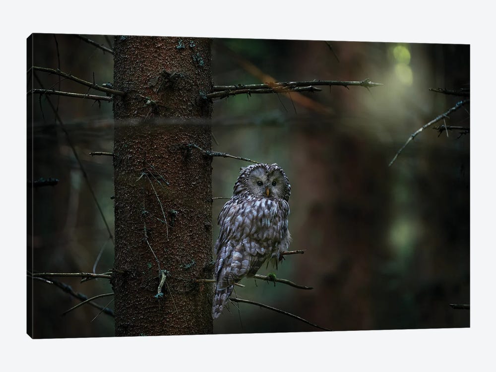 Ural Owl On A Branch by Ondřej Prosický 1-piece Canvas Artwork