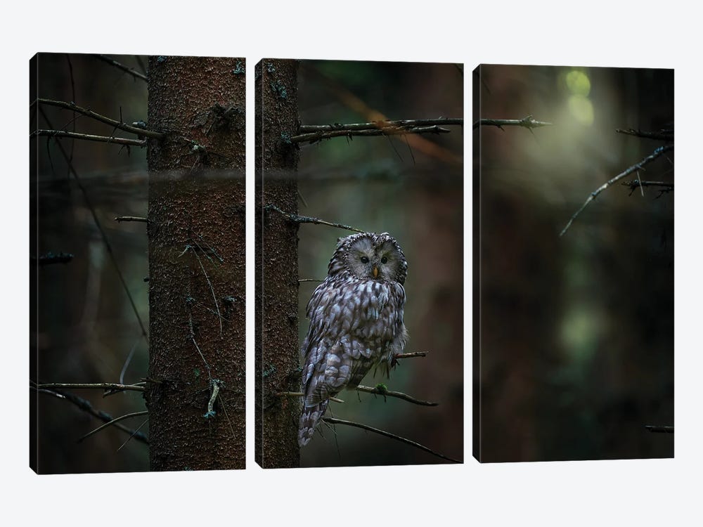 Ural Owl On A Branch by Ondřej Prosický 3-piece Canvas Art