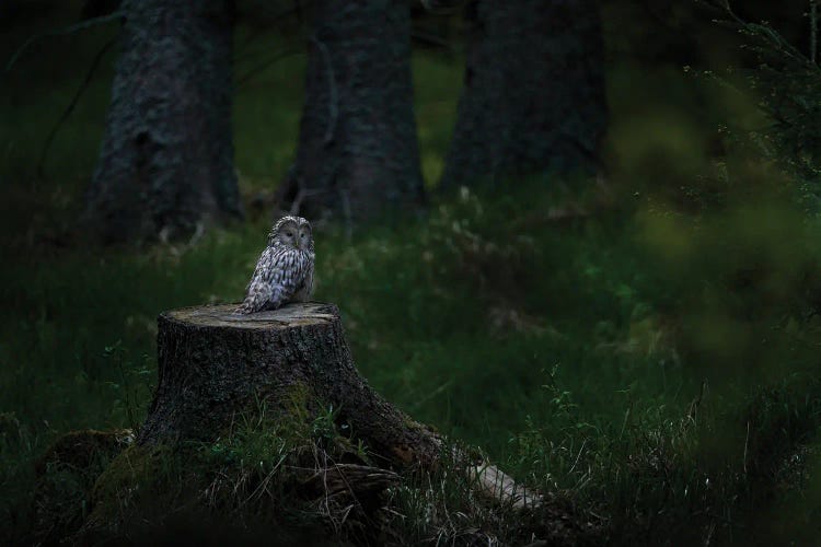 Ural Owl On A Stump