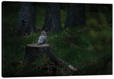 Ural Owl On A Stump Canvas Art Print - Ondřej Prosický